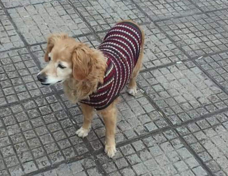 zoosos's tweet photo. Βρέθηκε σκύλος ντυμένος έξω από το Ι.Κ.Α. στον Νέο Κόσμο της Αθήνας https://t.co/cuMN3riIRA https://t.co/b5fXxmfCmR