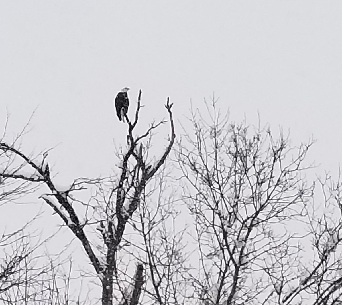 jbmitchem's tweet photo. A little snow never bothered America... #baldeagle #Merica #Snowmageddon2019 #CoMoSnow @nbacnp @CoMoParksandRec @CoMoGov https://t.co/fRzutJii3w