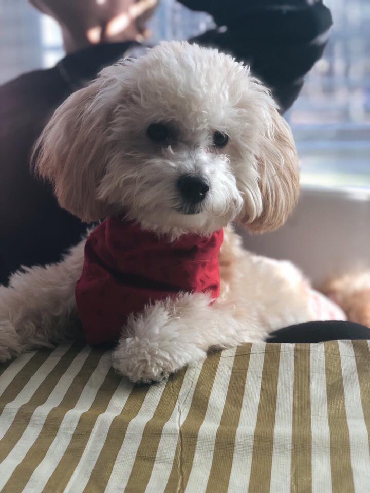 “Mommy made me a new bandana from our new Valentine’s Day collection!” 🐶💕❤️

Shop 👉 goo.gl/hhSw9y

#weloveyourpets #valentinesday #valentinebandana #bandana