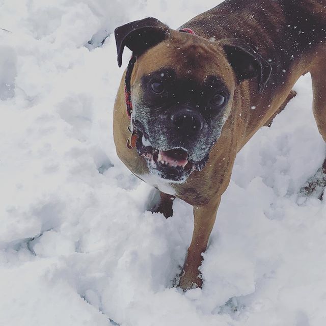 jodielovescolor's tweet photo. Loving all this snow #rubylou #boxersofinstagram #tw https://t.co/fWz5mJBoPL https://t.co/gaWWLVBNi7
