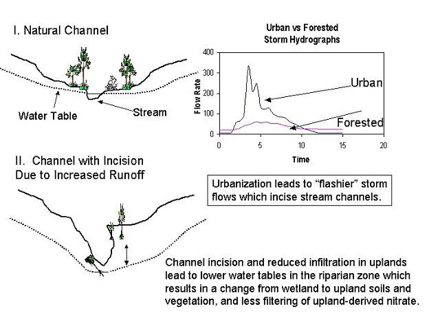 River Restoration is essential  #ClimateAction  . Never gets proper attention. It's a driver of soil loss & ecosystem change that will be our undoing if we don't address it in our efforts: Stream Incision can't be ignored. img cred:  @WIWetlandsAssoc &  http://beslter.org  1/?