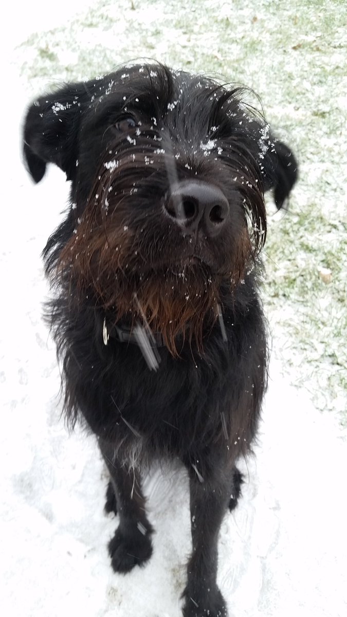 shredderofgames's tweet photo. Doggo is one with the snow #snowdoggo https://t.co/BvM2YgkhNi