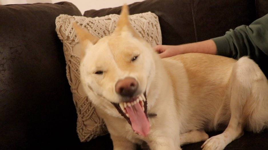 ImNotScottySire's tweet photo. some pics of my dog yawning https://t.co/nkH6pvdhyF