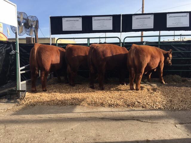 LacysRedAngus's tweet photo. The sun is shining &amp; it’s a beautiful afternoon. Come on down, we are in the yards at #NWSS Pen #1851. https://t.co/5AKDHxdWdI