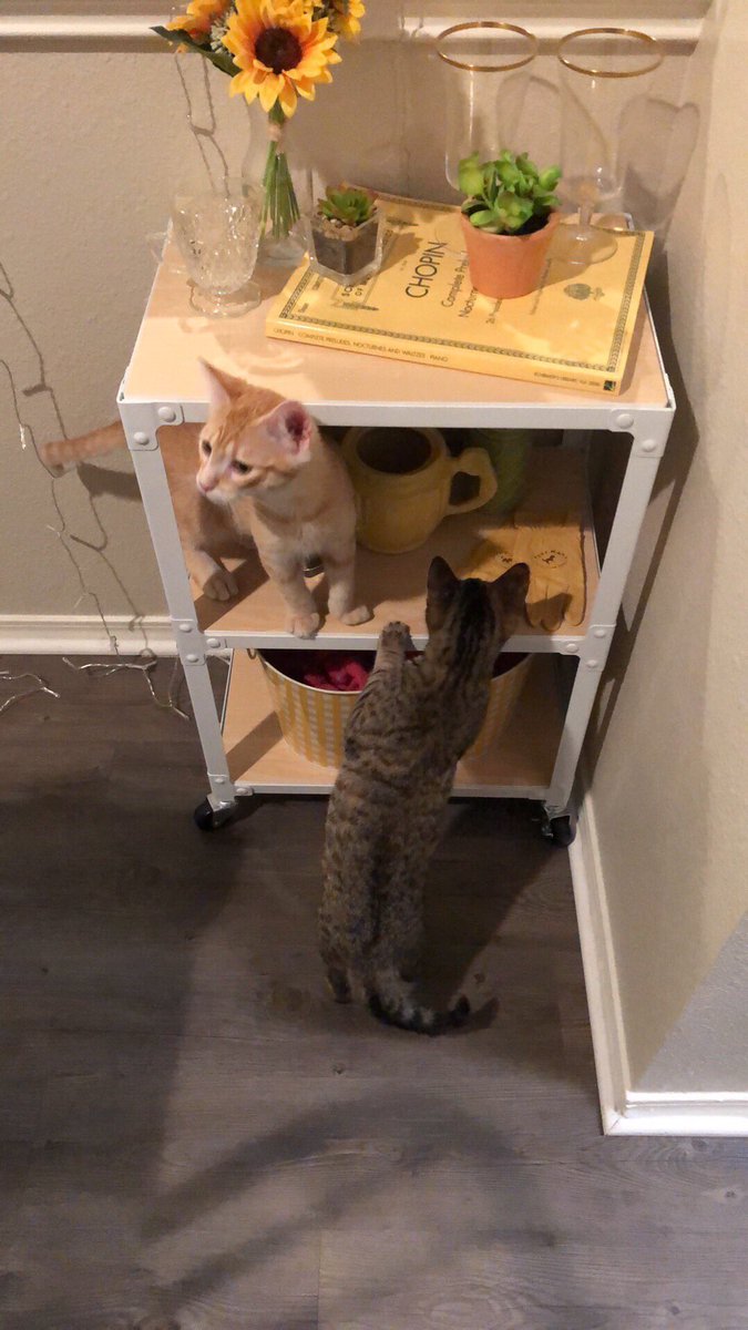 HollywoodFable's tweet photo. We got some cute new family members today 😍

Meet Chester and Izzy https://t.co/wowGEvI43o