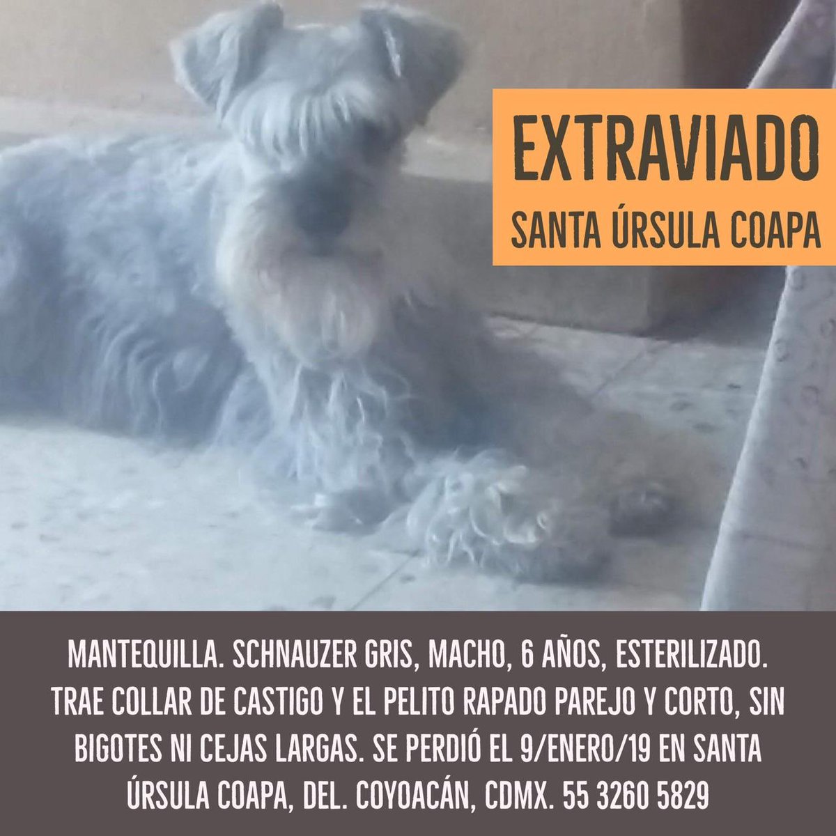 MascotaCoyoacan's tweet photo. POR FAVOR, SIGAN COMPARTIENDO A MANTEQUILLA, QUE NO APARECE!

URGENTE!!

#EXTRAVIADO Mantequilla, el schnauzer de nuestra veterinaria Paty Ortega, en Santa Úrsula Coapa, Coyoacán.

Por favor, compartan para que regrese a casa! https://t.co/tBDjKquQOw