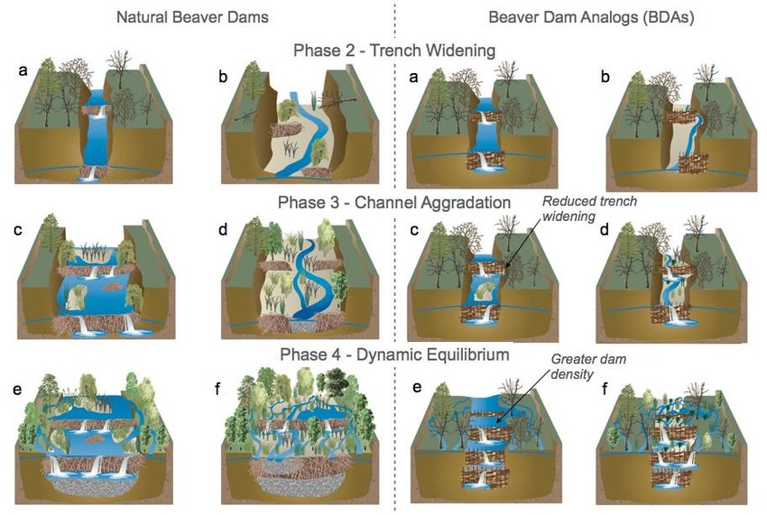 3. We can put structures made of rock, wood, and living plants that help the stream. These are great for emergencies as well as context that are hard to introduce beaver to. Because beaver will do all this work if allowed to and given proper support. 22