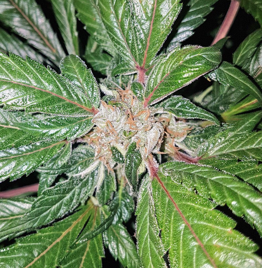 GoldBlondBeach's tweet photo. #LordKushWeed #mastergrowers #hemprubio #AdrycManëllsonTesterTeam #bananamoon nuevas andanzas en este 2019 que empieza con #fuerzas y #prespectivas de buenos colores #Cannabis #Marijuana #cannabisculture #cannabismedicinal #Libertad #gyo #growyourown #StonerFam #CommunityDay 💚♥️ https://t.co/E0GkeIJi7t