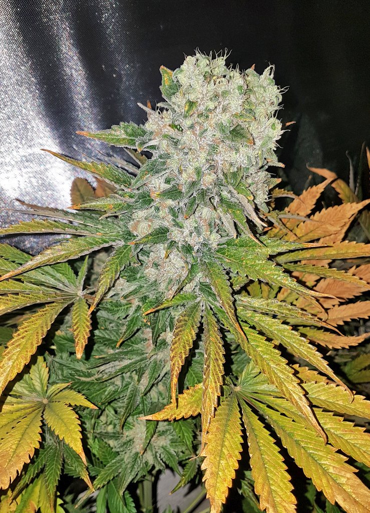 GoldBlondBeach's tweet photo. #LordKushWeed #mastergrowers #hemprubio #AdrycManëllsonTesterTeam #bananamoon nuevas andanzas en este 2019 que empieza con #fuerzas y #prespectivas de buenos colores #Cannabis #Marijuana #cannabisculture #cannabismedicinal #Libertad #gyo #growyourown #StonerFam #CommunityDay 💚♥️ https://t.co/E0GkeIJi7t