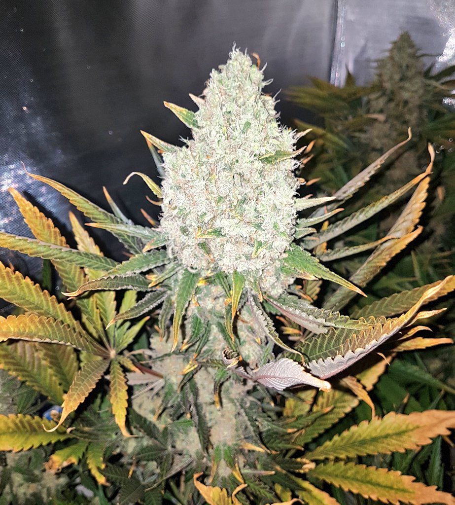 GoldBlondBeach's tweet photo. #LordKushWeed #mastergrowers #hemprubio #AdrycManëllsonTesterTeam #bananamoon nuevas andanzas en este 2019 que empieza con #fuerzas y #prespectivas de buenos colores #Cannabis #Marijuana #cannabisculture #cannabismedicinal #Libertad #gyo #growyourown #StonerFam #CommunityDay 💚♥️ https://t.co/E0GkeIJi7t