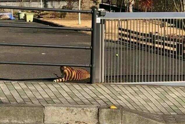 estoydormio's tweet photo. Iba andando por la calle y me he asustado con este perro pensando que era un putisimo tigre https://t.co/Eh5dSWDCu1