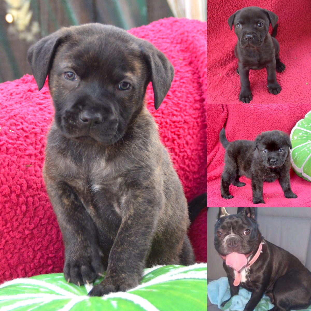 3 eight week Frenchie/Pom mix pups have joined SPRF. For more info &amp; application go to starpawsrescue.org #Puppies #adoptdontshop #Frenchies <a href="/VBurrowsCasting/">Victoria Burrows</a> @SoCalPetSitting <a href="/ElizArends/">Elizabeth Arends</a> <a href="/dickiesanderson/">Richard Sanderson</a>