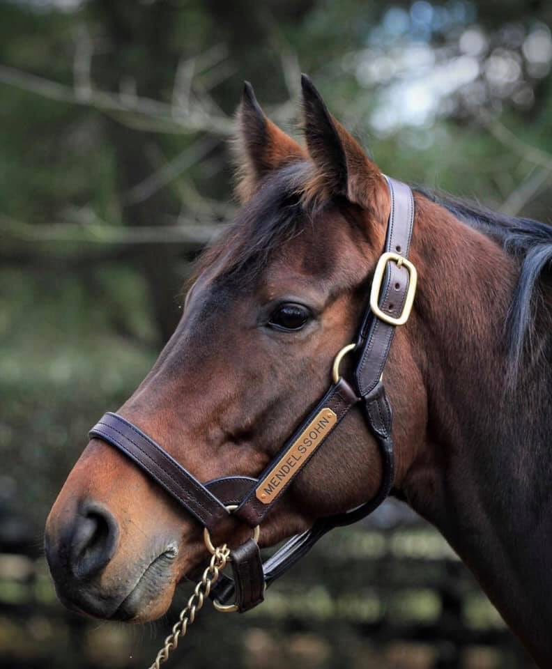 ThoroInsider's tweet photo. Can we all just take a brief moment to appreciate how happy and relaxed Mendelssohn looks at Coolmore America?
.
He’s definitely on our list of new stallions to watch!

Beautiful photo by @cadycoulardot 📸😍 Be sure to check out her page...it’s amazing 🏇☝🏻 https://t.co/q4Gcv1nzpv