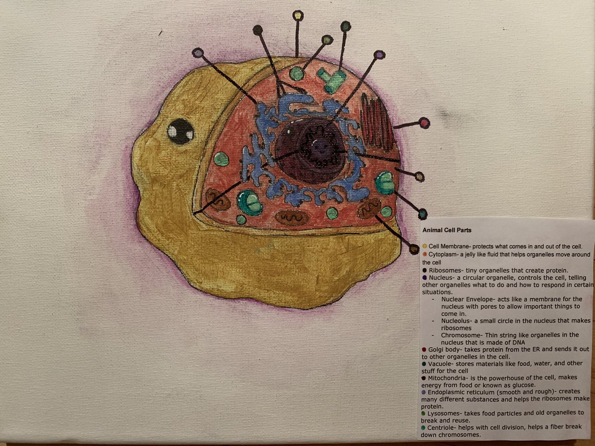 This is what happens when a 7th grader with MAD art skills is asked to draw an animal cell!  So cool, H.