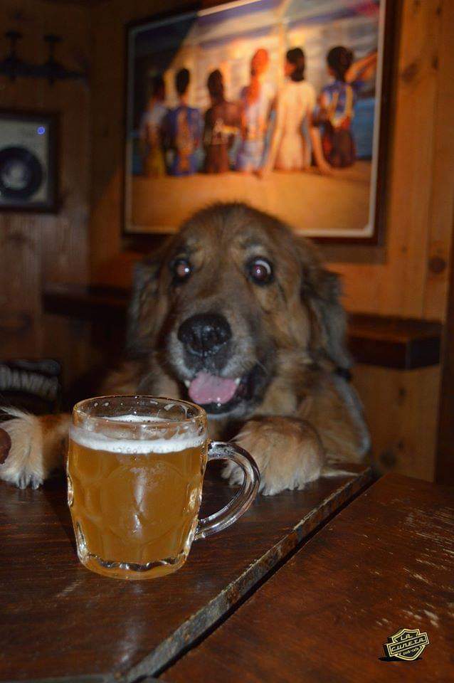 LaCunetaRock's tweet photo. ¡Que nunca nos falte la cerveza bien fría!. #granada #rock #cerveza #beer #cerveza #Dog #dogs https://t.co/RkXz3yOyXb