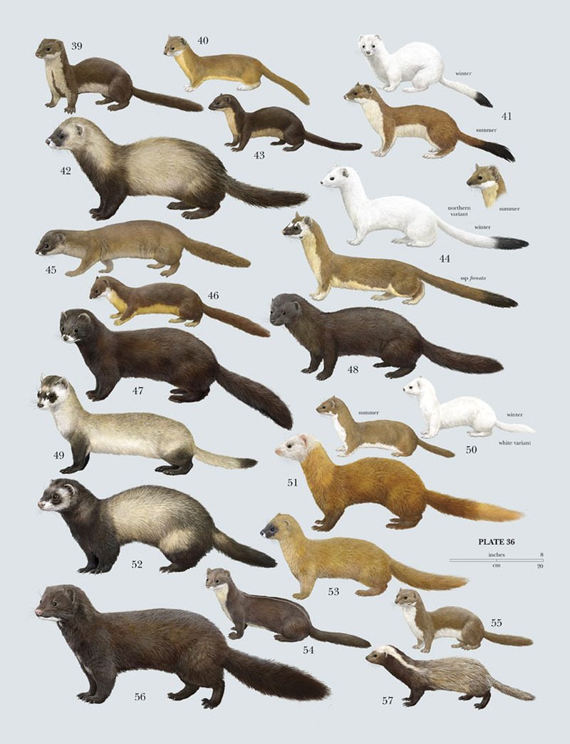 InkAndClaw's tweet photo. Important #MusteliDays for artists: #MartenMonday #MelesMonday #MellivoraMonday #MustelidMonday #TaxideaTuesday #WeaselWednesday #WolverineWednesday #WoozleWednesday #TayraThursday #FerretFriday #FisherFriday #Polecaturday #StoatSaturday #SableSunday #Ottober (by @tonixllobet) https://t.co/fWMVfxDTeG