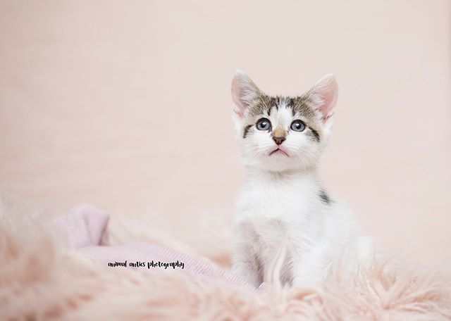 Has a kitten ever before looked so innocent? bit.ly/2AHzPYf