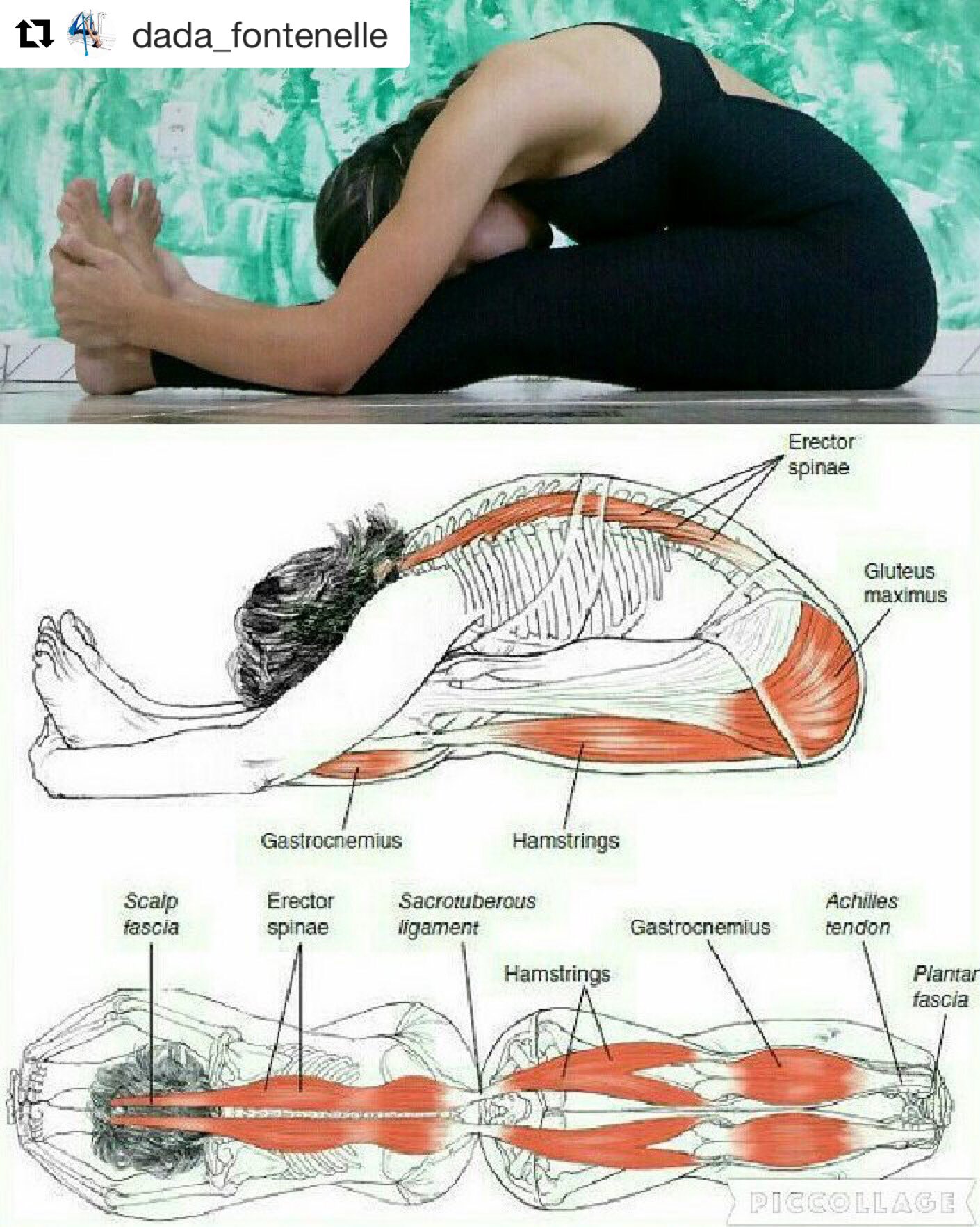 Anatomia da musculação :: Personal Training