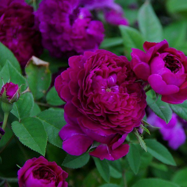 天空のバラ園 園主 Sur Twitter シギョク 紫玉 Shigyoku T Co Ptxyx2d6q6 江戸時代頃に日本で自家実生して生まれたバラだと言われている 菊の花のようなポンポンロゼット咲きの花を房咲きに咲かせる 強健