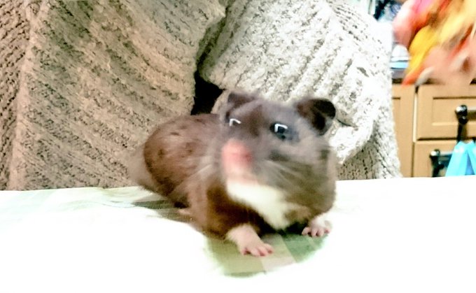 クロクマハムスターのtwitterイラスト検索結果 古い順 クロクマハムスターのtwitterイラスト検索結果 古い順