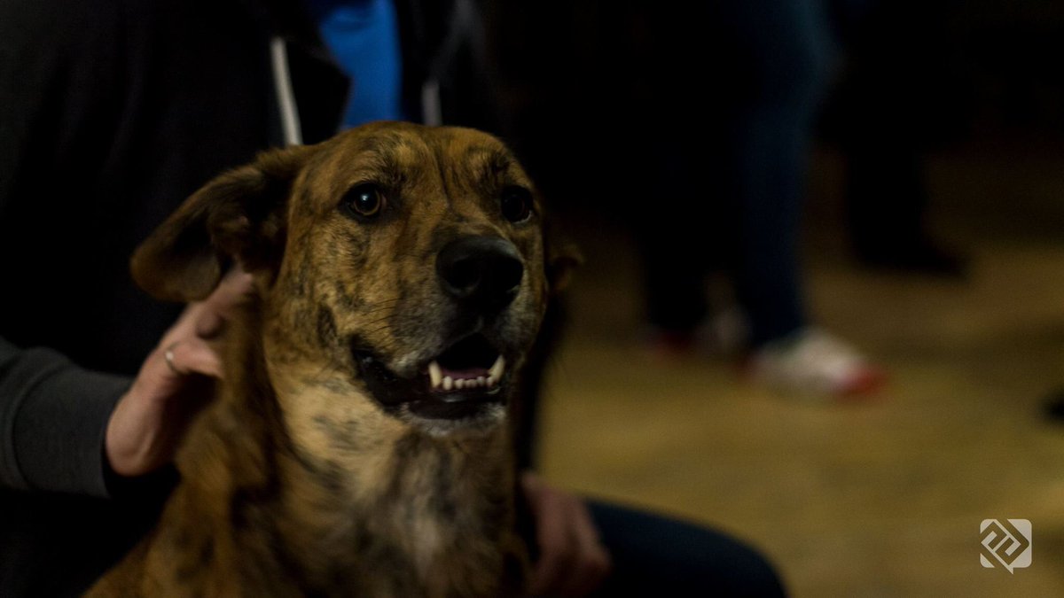 PaulDurdle's tweet image. Dogs make such good subjects! Thanks Dex! 🐶

Camera: #Canon EOS #RebelT3
Lens: EF 50mm f/1.8 II
Shutter Speed: 1/50 sec
Focal Length: 50mm
Aperture: f/1.8
ISO: 400

#dog #puppy #photography