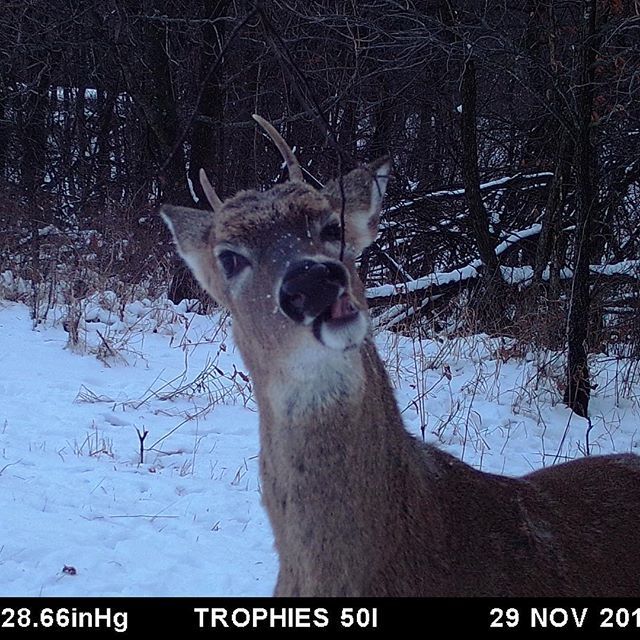 TrailCamTrophy's tweet photo. Deer selfie gone wrong ๐ฅด
.
.
.
#trailcamtrophy #trailcamology #trailcamera #trailcam #whitetail #trailcamselfie #whitetailbuck #saycheese #selfiegonewrong #winter #snowstorm #antlers #buck #selflie #saturday #snowstorm https://t.co/q1pqyVXxD4 https://t.co/aTz7mgZGsm