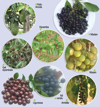 srilankaglobal's tweet photo. Indigenous fruits such as beli, masan, mora, himbutu, nelli, katu anoda, veralu and lawulu fast vanishing. Top researcher calls for steps to save and popularise Sri Lanka’s underutilised fruits https://t.co/cJVHRnh5xJ https://t.co/6cNcAna9yx