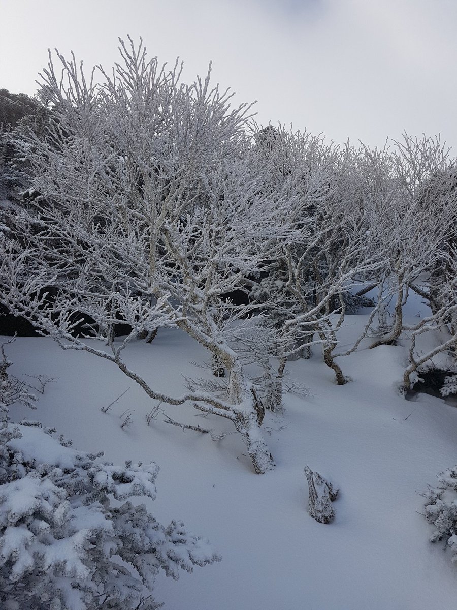 kwonyd03's tweet photo. 제주 한라산 산행... https://t.co/qvVFcAIebe