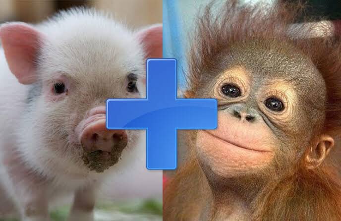 PORQUE USTEDES LO PIDIERON🔥

Si este tuit llega a 2500 RTs🔁 <a href="/Rockstar_YT/">RockstarCR 🐵</a> se viene al magno evento VerduConvención 2019😈