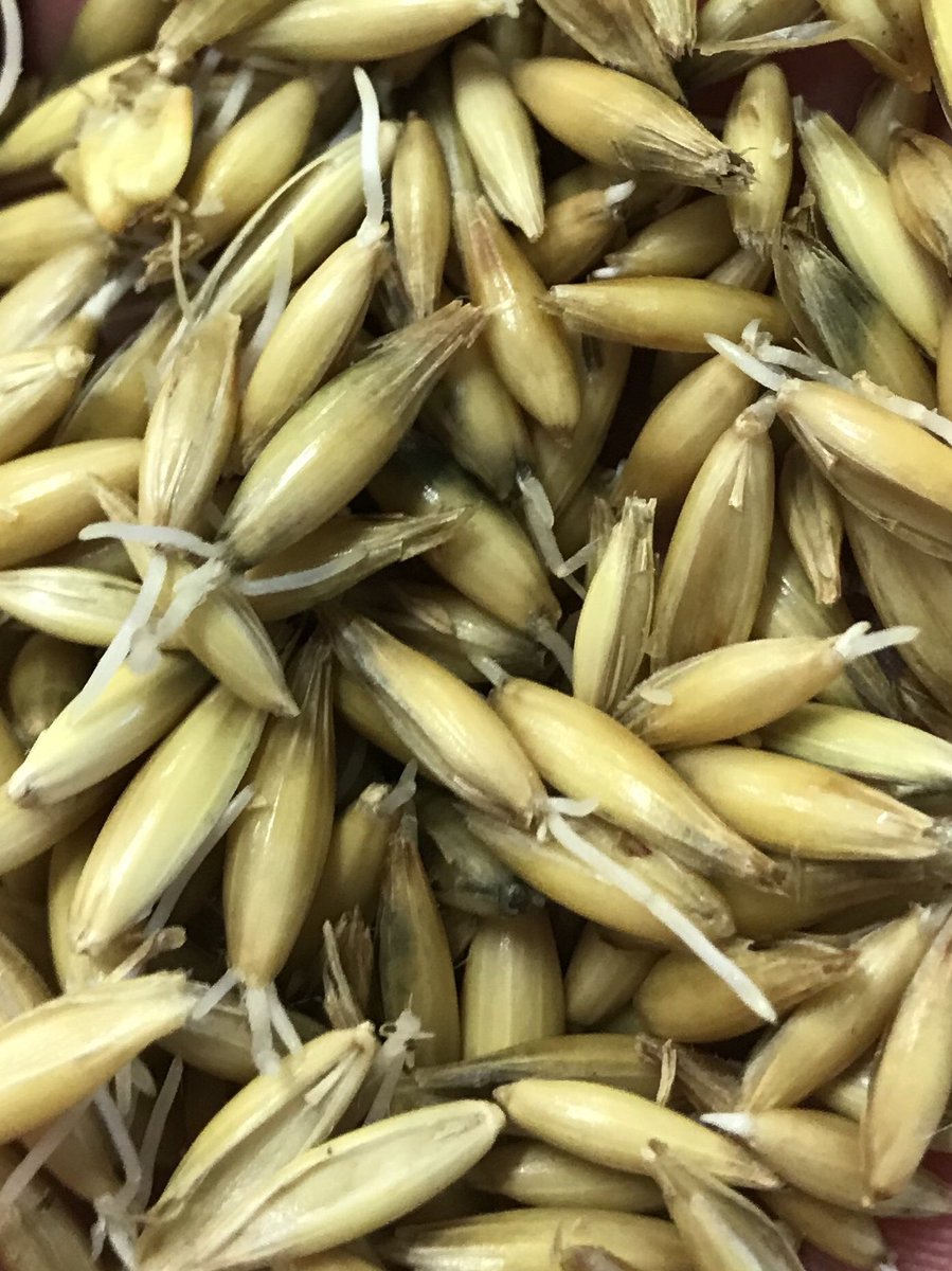 nycraftmalt's tweet photo. How ‘bout dem oats? Look for O-At-Ka Oats in our product line soon! Grown right her in Genesee County #craftbeer #grain #nofarmenobeer https://t.co/EMI3GgTBjd