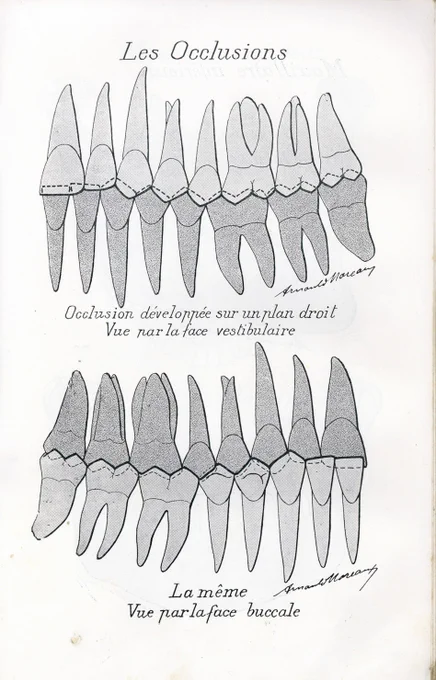 歯列と咬合。美術解剖学の教科書ではあまり記載されないが、造形に用いられる機会は案外に多いのではないだろうか。Arnould Moreaux "Trente-deux planches de  morphologie des dents" (1956) 