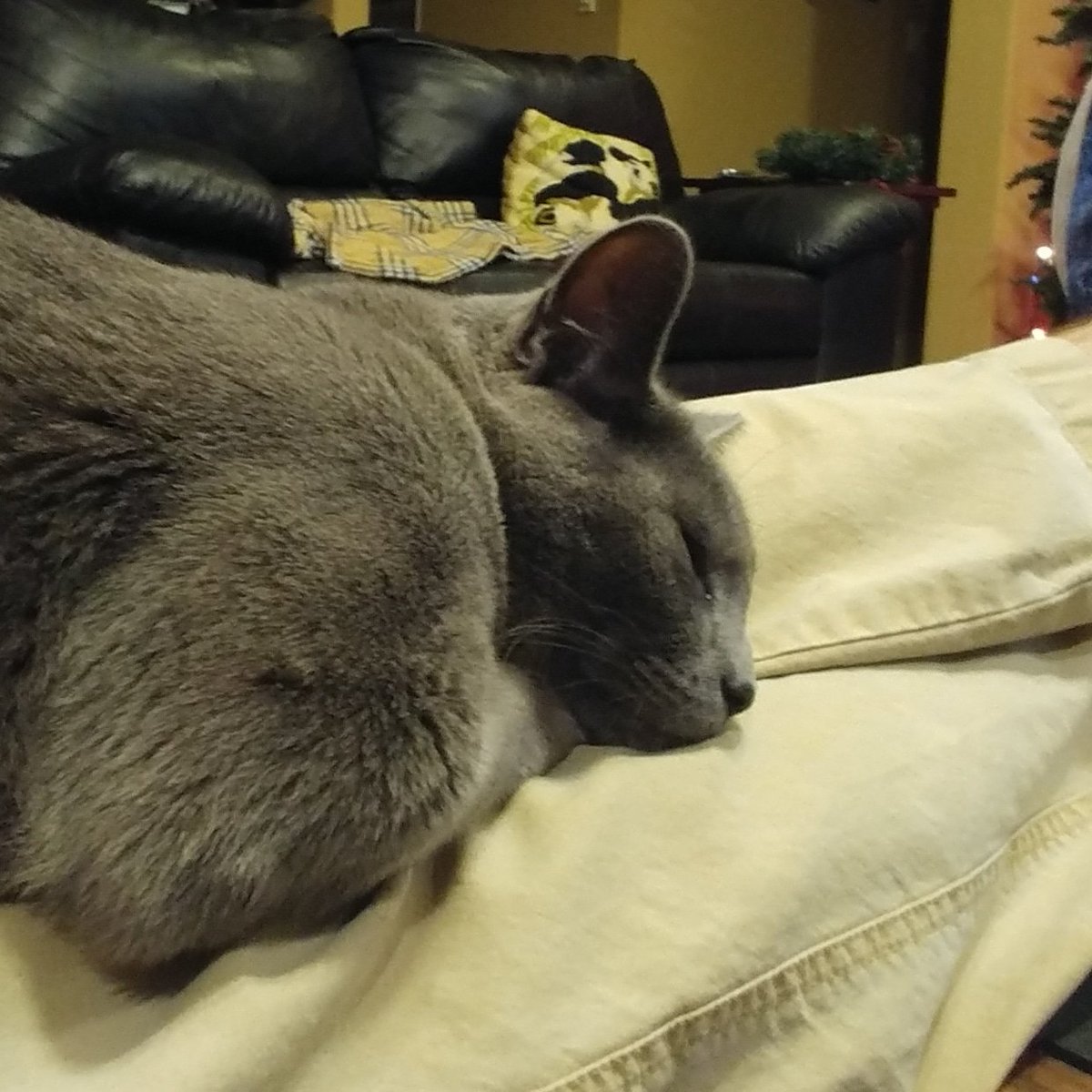 docdonop's tweet image. This is how #Grayson watches the #Cowboys 🐱 #dallascowboys #Caturday #catsoftwitter @dallascowboys