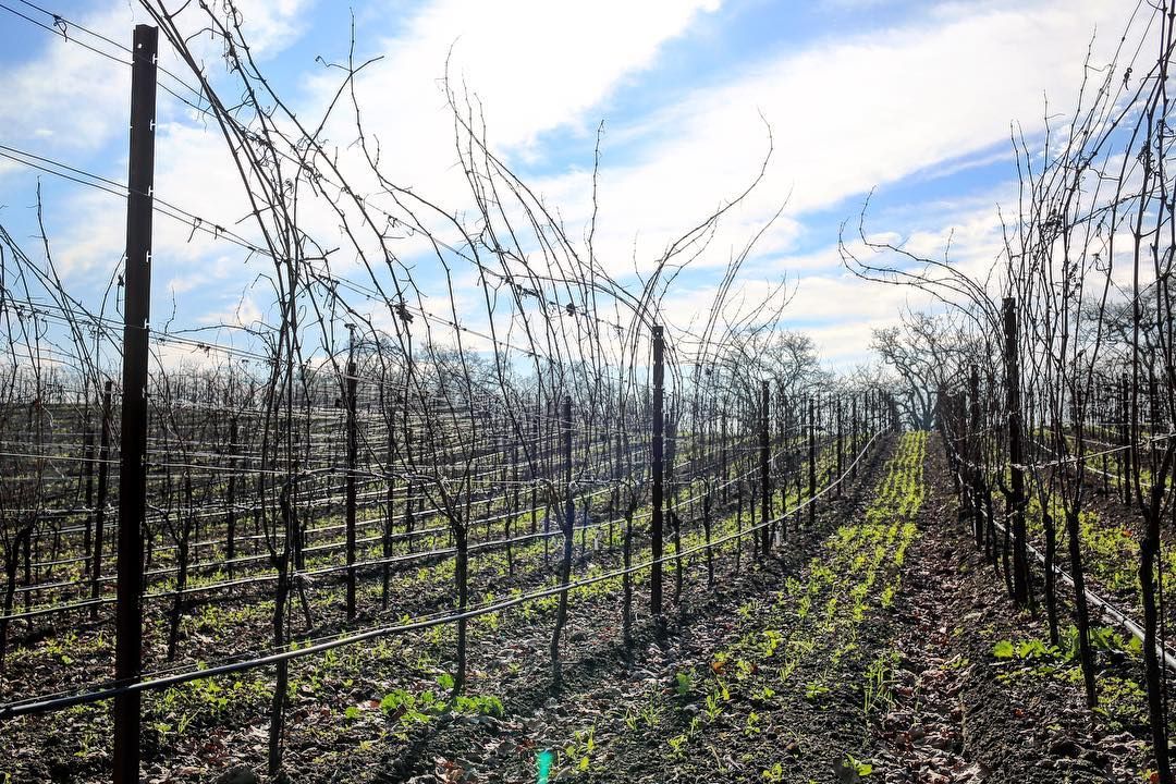 Iron Horse Vineyards tweet media