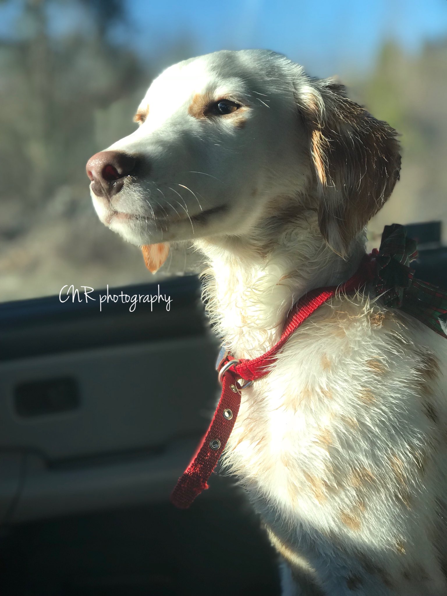 long coat lemon dalmatian