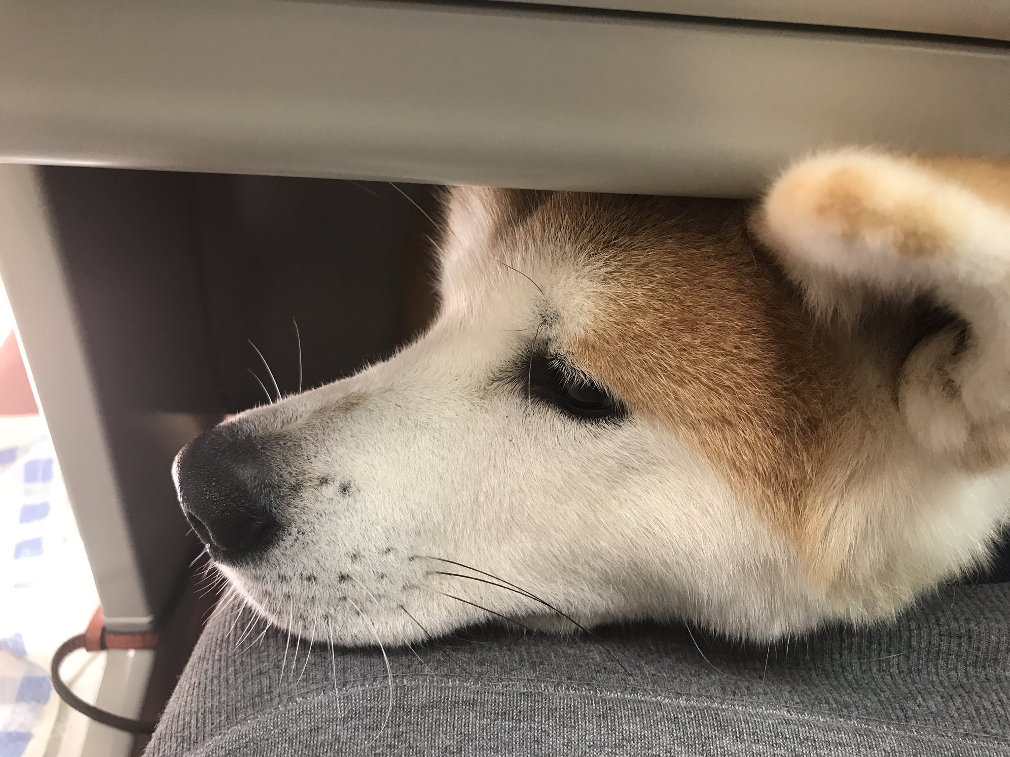 秋田犬の里 公式 在 Twitter 上 べったり勝大 仕事をしているとデスクの下まで潜り込んできました 足元あったかい 勝大 甘えん坊 べったり 甘えたい気分 ぬくぬく 犬のいる暮らし 秋田犬 Akita Akitalovers 日本犬 Japanesedog T Co