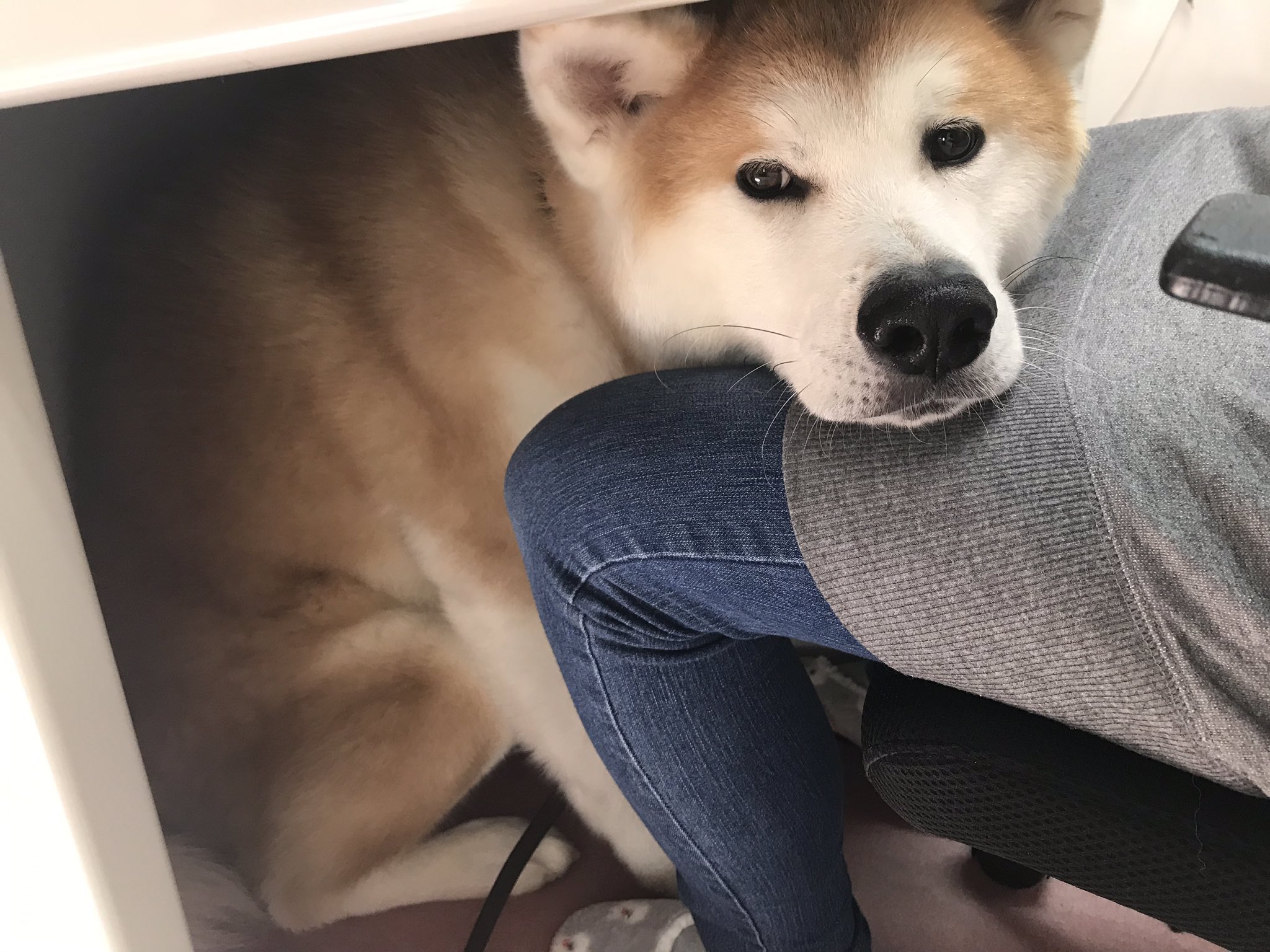 秋田犬の里 公式 在 Twitter 上 べったり勝大 仕事をしているとデスクの下まで潜り込んできました 足元あったかい 勝大 甘えん坊 べったり 甘えたい気分 ぬくぬく 犬のいる暮らし 秋田犬 Akita Akitalovers 日本犬 Japanesedog T Co