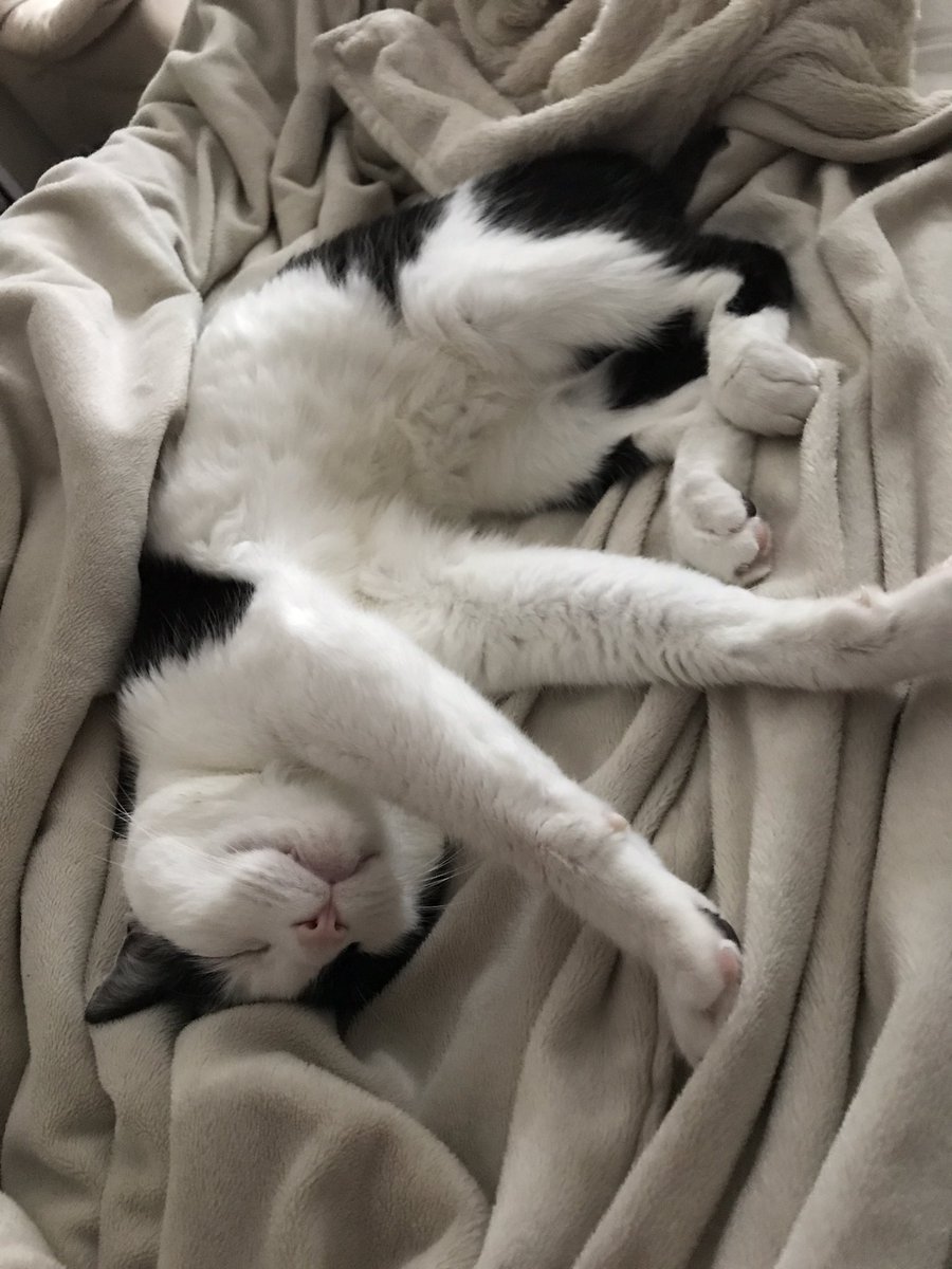 Curious C. George tweet media