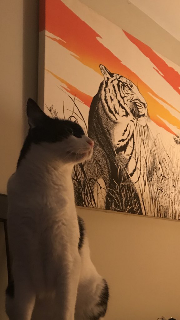 Curious C. George tweet media