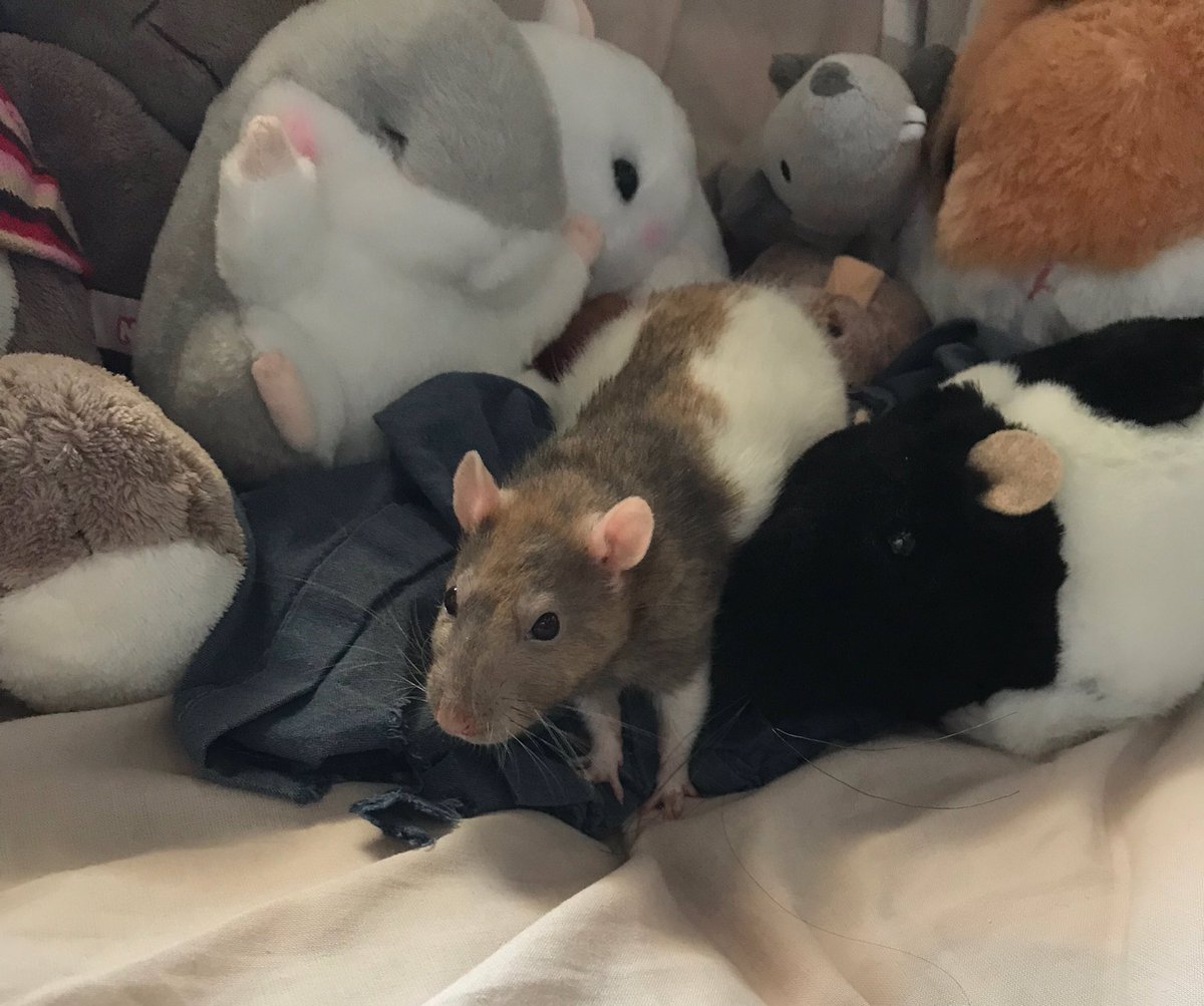 wrat (@wratshit) on Twitter photo 