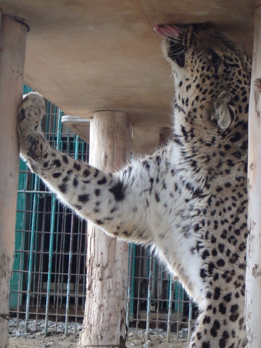 岩手サファリパーク בטוויטר ちょっと角度が厳しそうな気も ペルシャヒョウ グーフィー くんの お気に入りスリスリポイント 恍惚の表情を見ているとあまり見て欲しくなかったのか ユラ ッと接近中m M 岩手サファリパーク タナベ 岩手