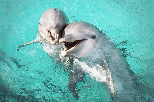 SmplyDELECTABLE's tweet photo. Wonderful playful Dolphins more intelligent than humans. Need to keep them safe &amp; free https://t.co/ENCfqCyvSY @WWF @USFWS @NWF @Defenders https://t.co/ebvDiTCf8F
