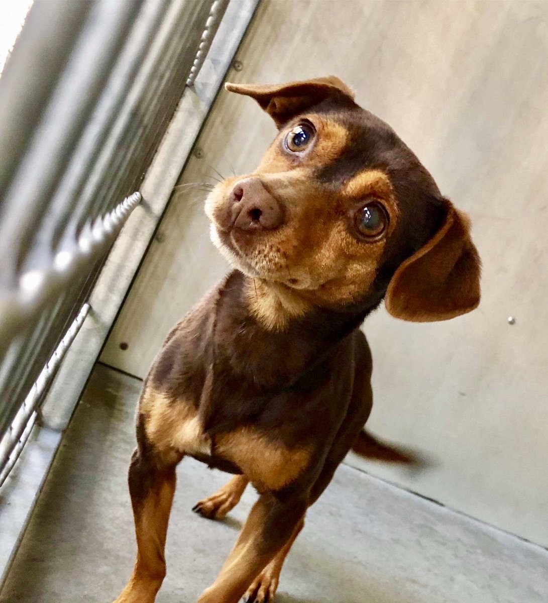 Family member one minute, alone &amp; behind bars the next. Please visit your local rescue shelter today &amp; help save a life :) #adopt #rescue #LucysLaw