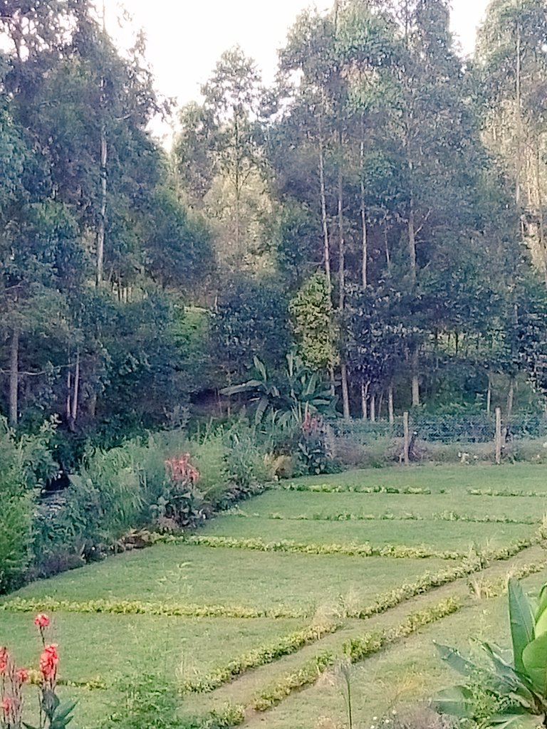 juliuswanjohi's tweet image. Kirinyaga County #RiversideResort