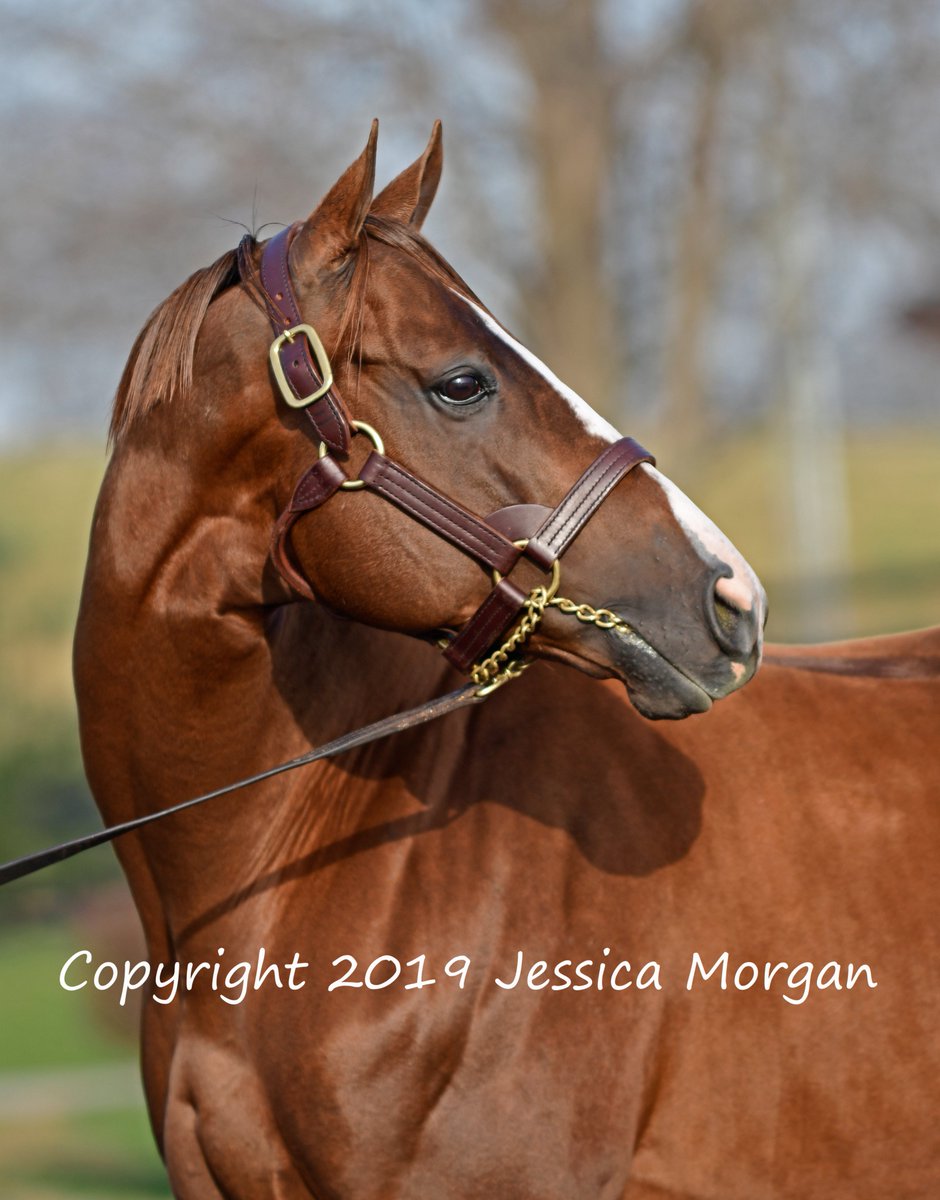 Jessica Morgan tweet media