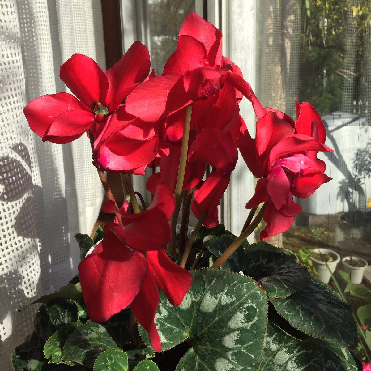 Masashi シクラメン Cyclamen シクラメン 花 赤い花 冬の花 室内花 冬 新年 晴れ 日差し Cyclamen Flower Redflower Winterflower Indoorflower Winter Newyears19 Sunny Sunshine Blume Roteblume Winterblume Neuesjahr