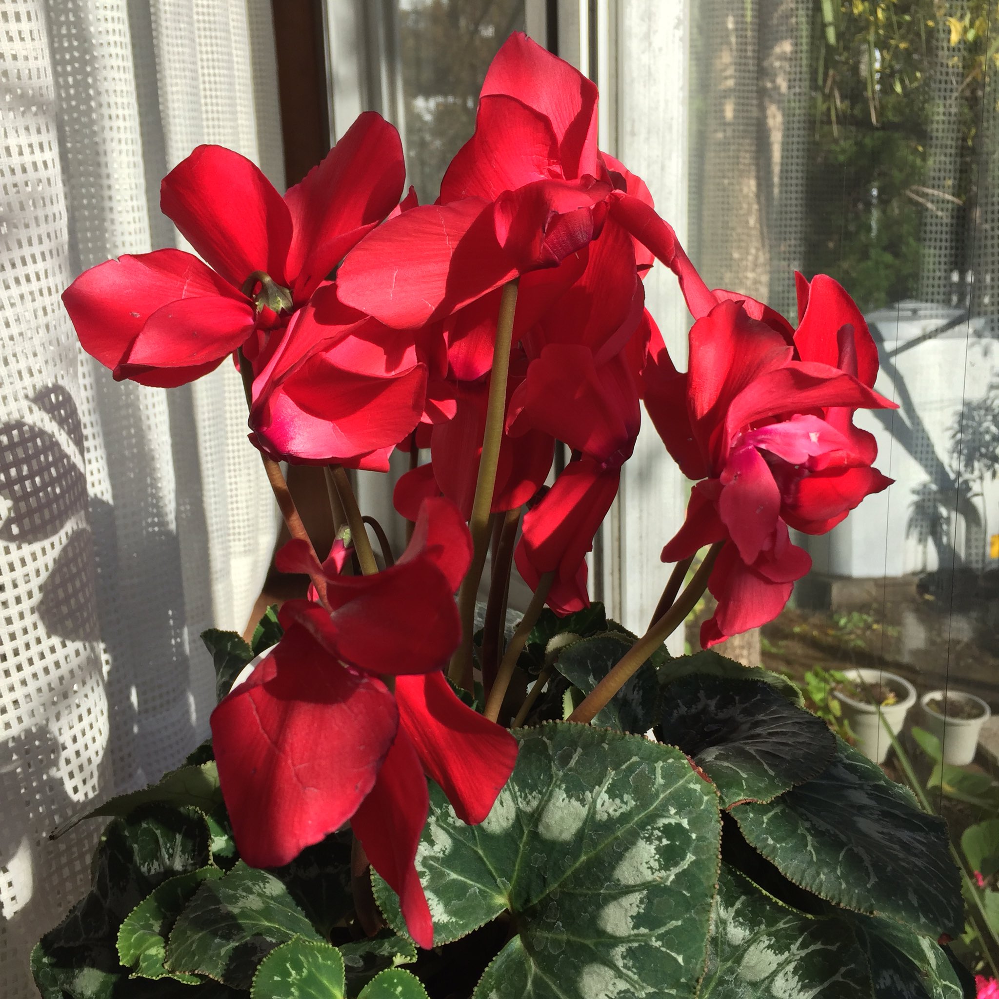 Masashi シクラメン Cyclamen シクラメン 花 赤い花 冬の花 室内花 冬 新年 晴れ 日差し Cyclamen Flower Redflower Winterflower Indoorflower Winter Newyears19 Sunny Sunshine Blume Roteblume Winterblume Neuesjahr