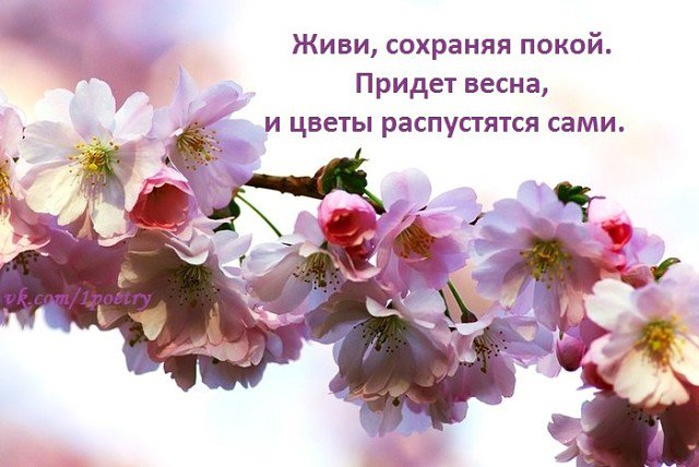Цитаты про весну и цветы. Весенние цветы. Афоризмы про цветы и весну.