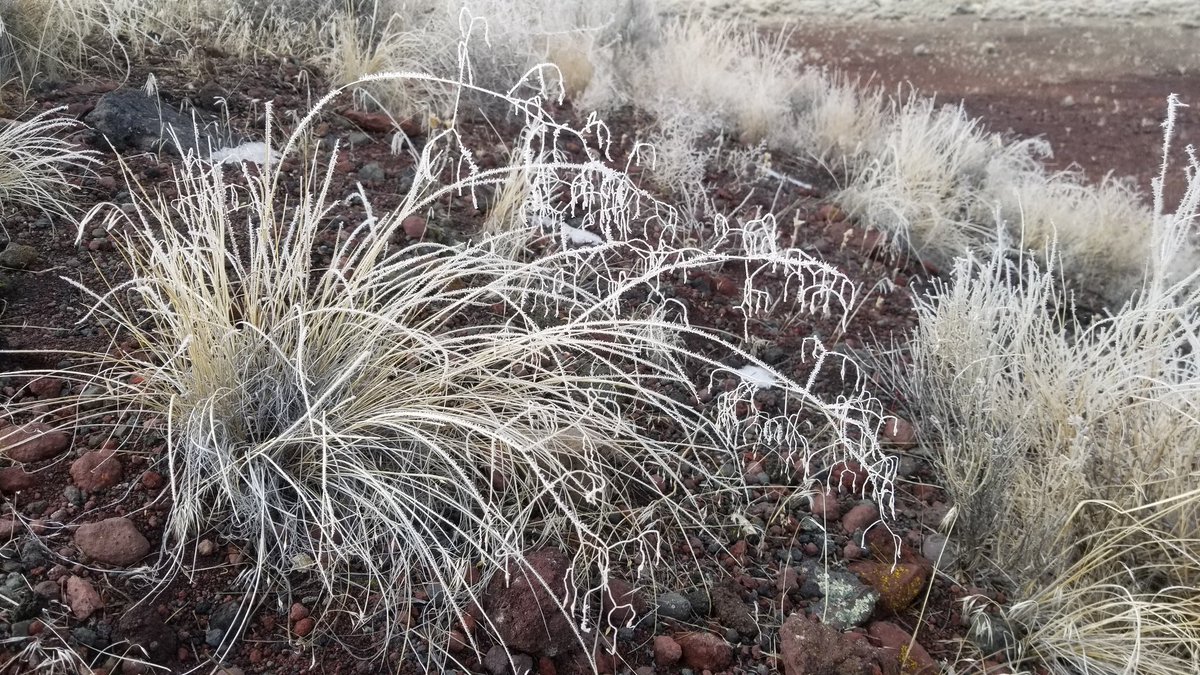 GrasslandNerd's tweet photo. The frozen panicle of this grass hangs like a chandelier. You can find it on sandy/gravelly soils through western Canada and the USA. #ForensicPlantID #PlantID #Botany https://t.co/3ou1mKbysE