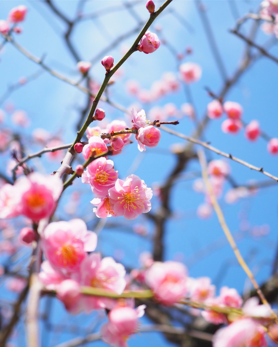 Herbal Tree Shop Nae Ya V Twitter 梅の花 ウメは 中国原産で古く日本に渡来した落葉高木です 観賞価値が高い花を咲かせる 花ウメ と 実を食用する 実ウメ に分けられます 当店では花梅から実梅まで豊富に販売しております T Co Ur1918jvw4 梅