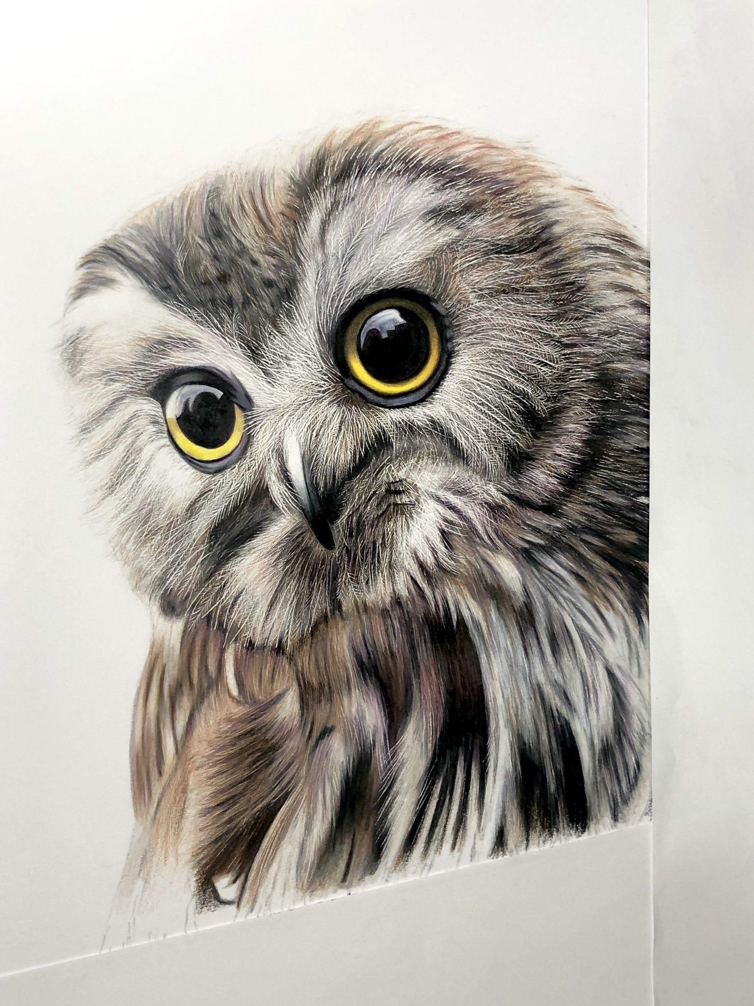 フクロウ色鉛筆画 Amazon.co.jp: 色鉛筆画 ふくろう : 文房具・オフィス用品